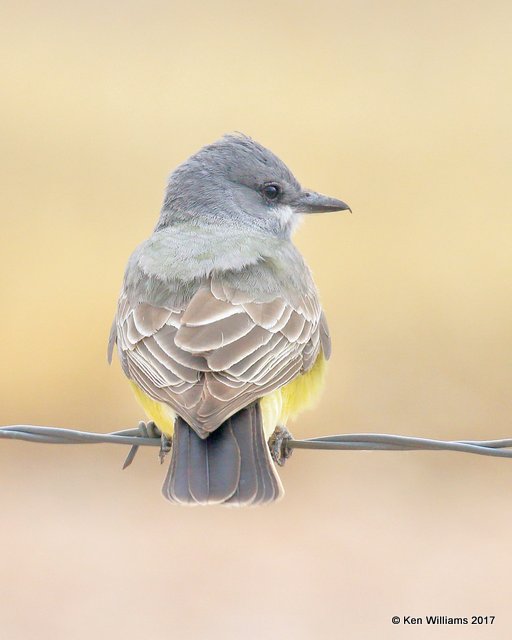 Cassin's Kingbird, Sierra Vista, AZ, 4-1-17, Jda_43305.jpg