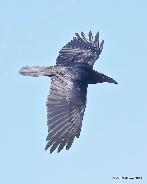 Chihuahuan Raven, Arizona-Sonora Desert Museum, AZ, 3-29-17, Jda_40830.jpg