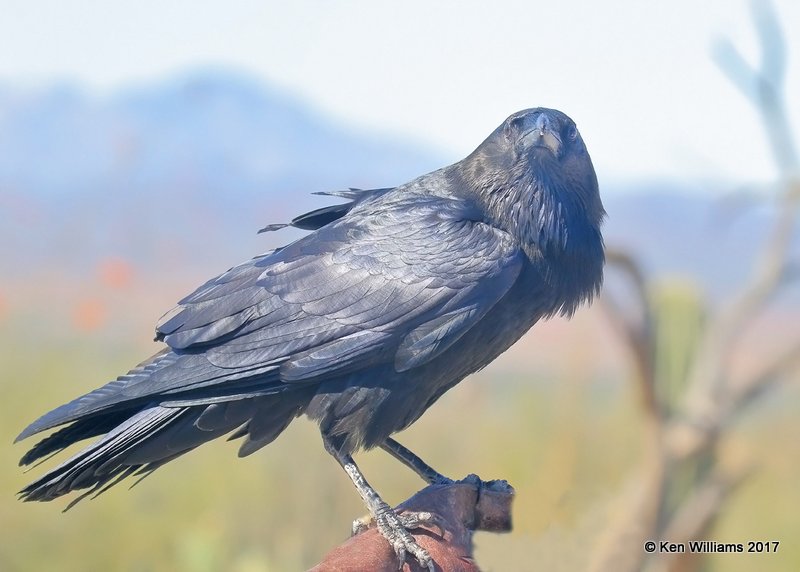 Chihuahuan Raven, Arizona-Sonora Desert Museum, AZ, 3-29-17, Jda_40844.jpg
