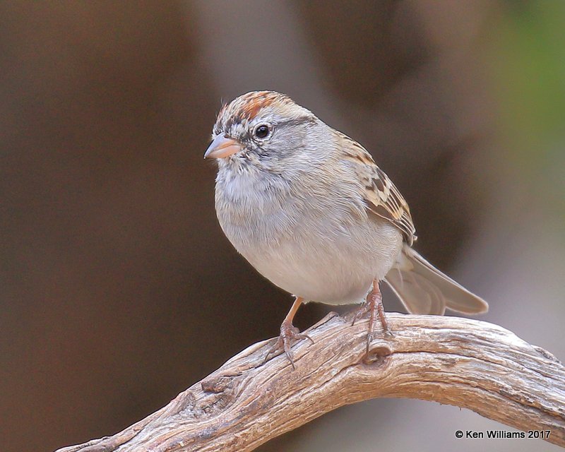 Chipping Sparrow, Ash Canyon, Sierra Vista, AZ, 4-1-17, Jda_42925.jpg