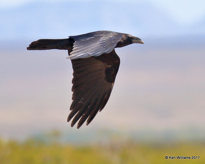 Common Raven, New Mexico highway, 4-3-17, Jda_44236.jpg