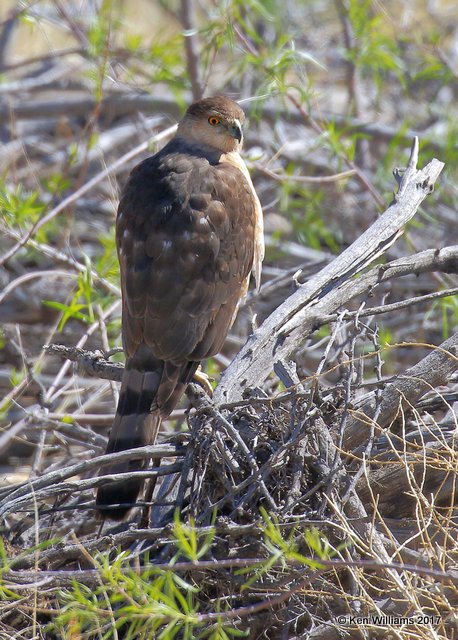 Cooper's Hawk juvenile, Portal, AZ, 4-2-17, Jda_43385.jpg