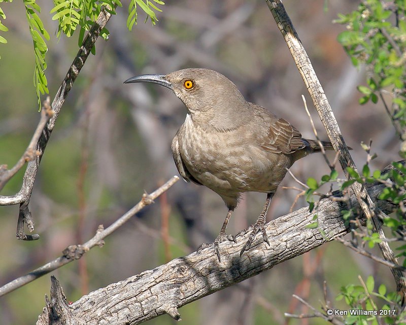 Curve-billed Thrasher, Portal, AZ, 4-2-17, Jda_43779.jpg