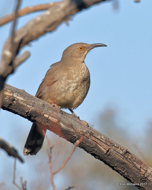 Curve-billed Thrasher, Portal, AZ, 4-2-17, Jda_43817.jpg