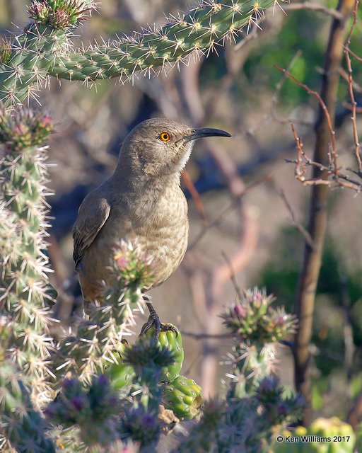 Curve-billed Thrasher, Portal, AZ, 4-3-17, Jda_44062.jpg