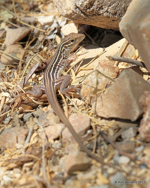 Desert Grassland Whiptail, Arizona-Sonora Desert Museum, AZ, 3-29-17, Jda_41363.jpg