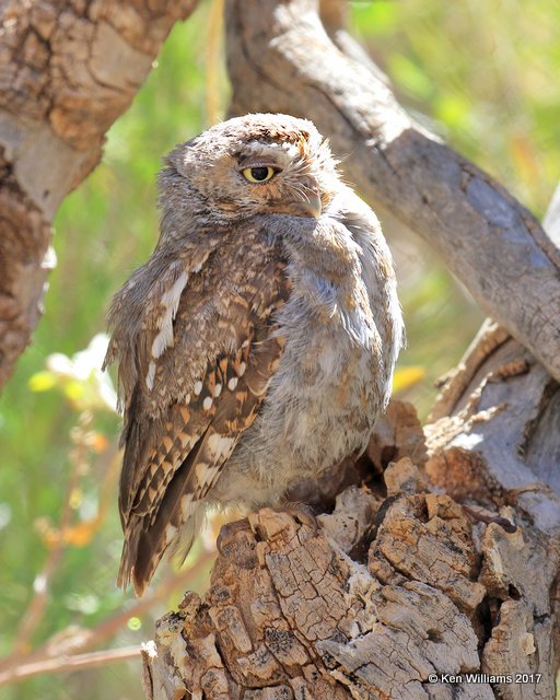 Elf Owl, Arizona-Sonora Desert Museum, AZ, 3-29-17, Jda_41197.jpg