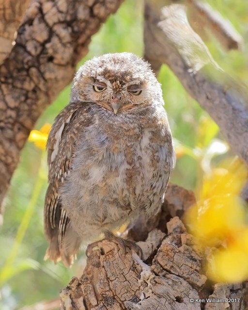 Elf Owl, Arizona-Sonora Desert Museum, AZ, 3-29-17, Jda_41221.jpg