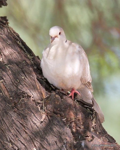 Eurasian Collared Dove, Encanto Park, Phoenix, AZ, 3-29-17, Jda_40053.jpg