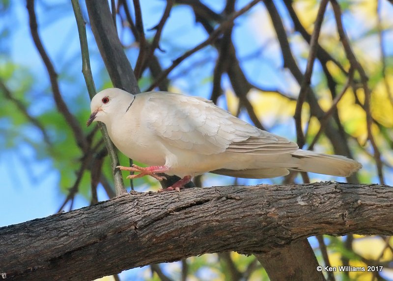 Eurasian Collared Dove, Encanto Park, Phoenix, AZ, 3-29-17, Jda_40056.jpg