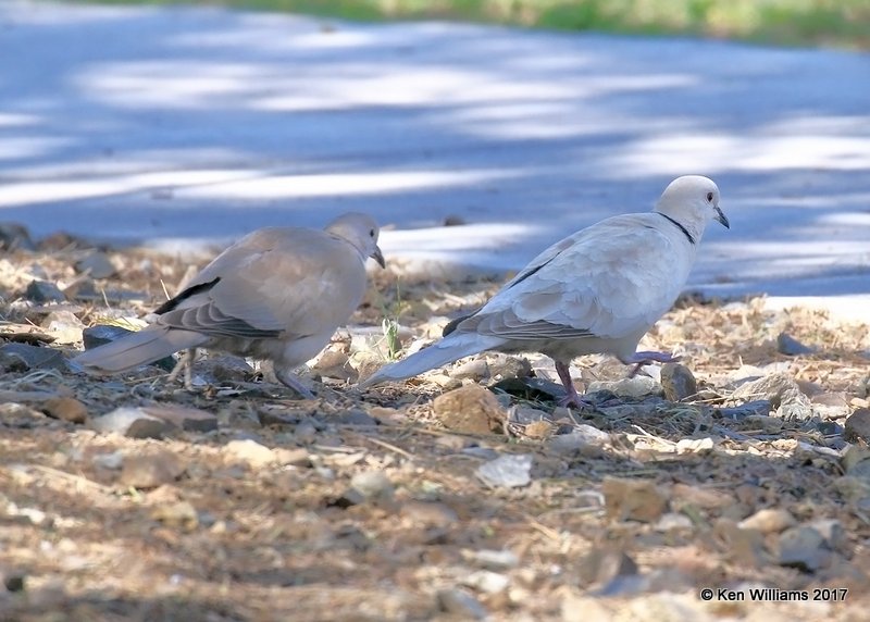 Eurasian Collared-Dove, Encanto Park, Phoenix, AZ, 3-29-17, Jda_40467.jpg