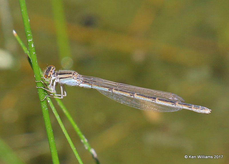 Familiar Bluet female, Organ Pipe Cactus National Monument, 3-30-17, Jda_41854.jpg