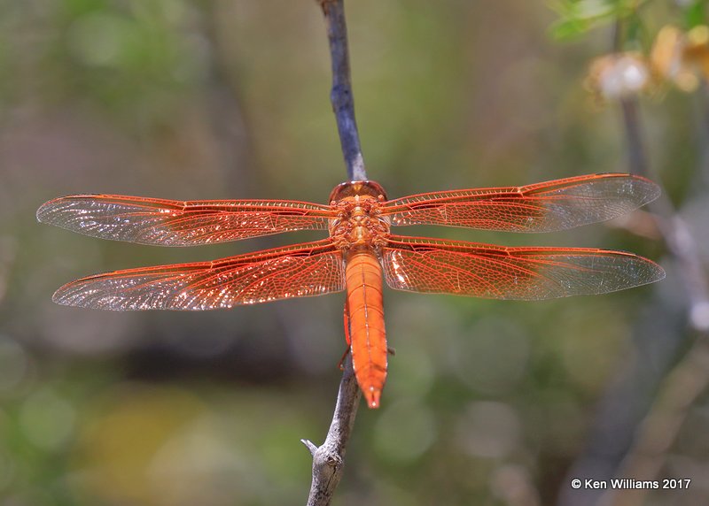 Flame Skimmer, Organ Pipe Cactus National Monument, 3-30-17, Jda_41868.jpg