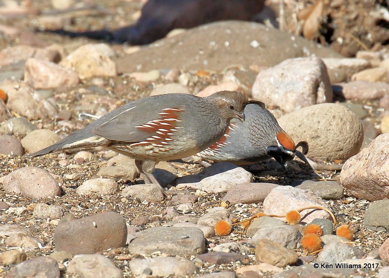 Gambel's Quail female, Portal, AZ, 4-2-17, Jda_43664.jpg