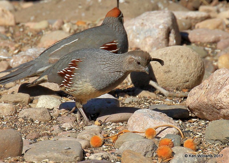 Gambel's Quail female, Portal, AZ, 4-2-17, Jda_43665.jpg