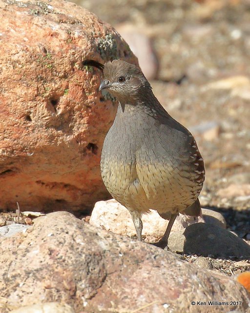 Gambel's Quail female, Portal, AZ, 4-2-17, Jda_43698.jpg