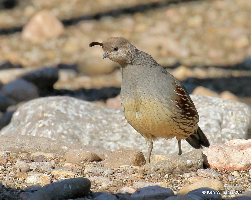 Gambel's Quail female, Portal, AZ, 4-2-17, Jda_43715.jpg