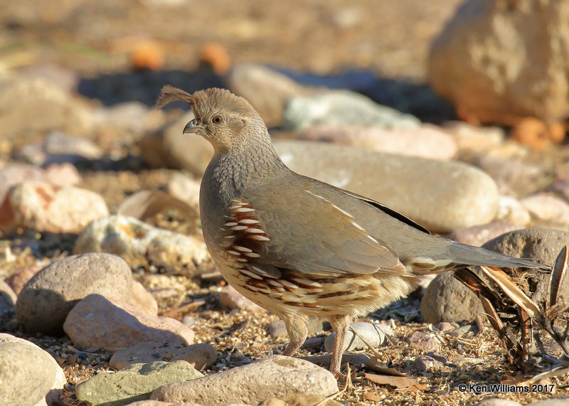 Gambel's Quail female, Portal, AZ, 4-3-17, Jda_44047.jpg