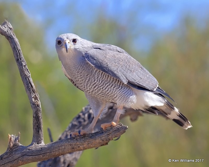 Gray Hawk, Arizona-Sonora Desert Museum, AZ, 3-29-17, Jda_40874.jpg