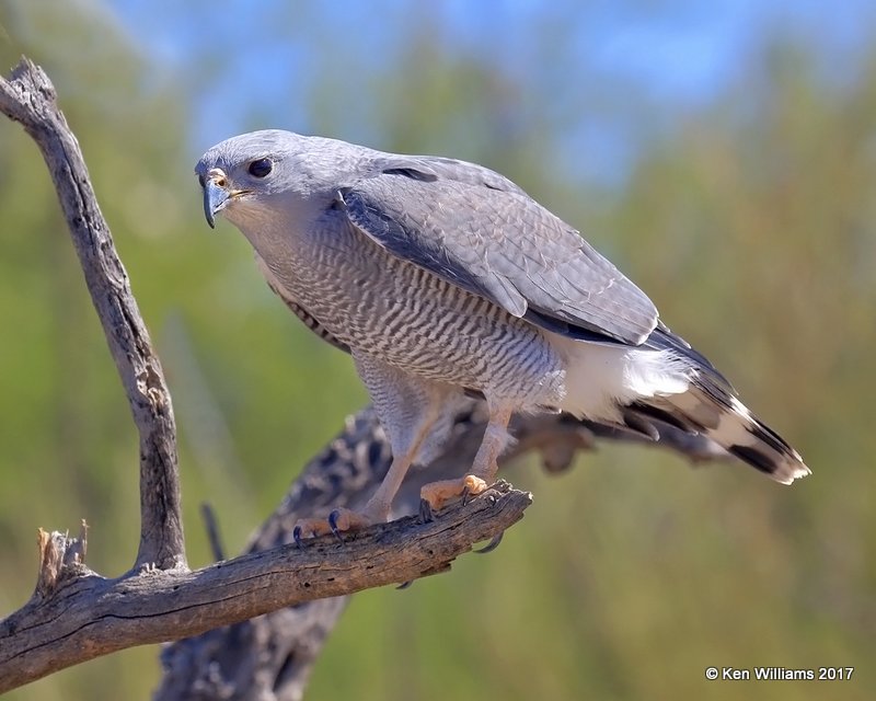 Gray Hawk, Arizona-Sonora Desert Museum, AZ, 3-29-17, Jda_40877.jpg