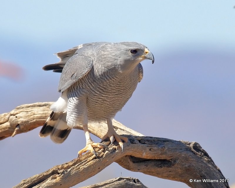 Gray Hawk, Arizona-Sonora Desert Museum, AZ, 3-29-17, Jda_40884.jpg