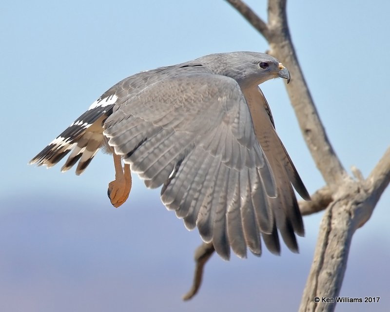 Gray Hawk, Arizona-Sonora Desert Museum, AZ, 3-29-17, Jda_40886.jpg