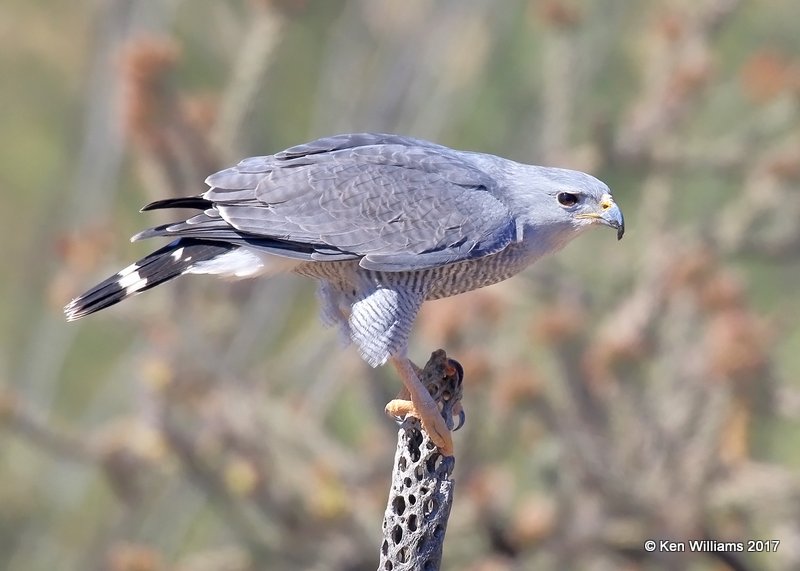 Gray Hawk, Arizona-Sonora Desert Museum, AZ, 3-29-17, Jda_40907.jpg