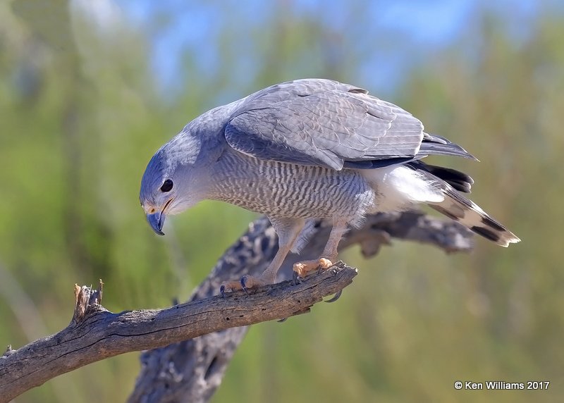 Gray Hawk, Arizona-Sonora Desert Museum, AZ, 3-29-17, Jdaa_40872.jpg