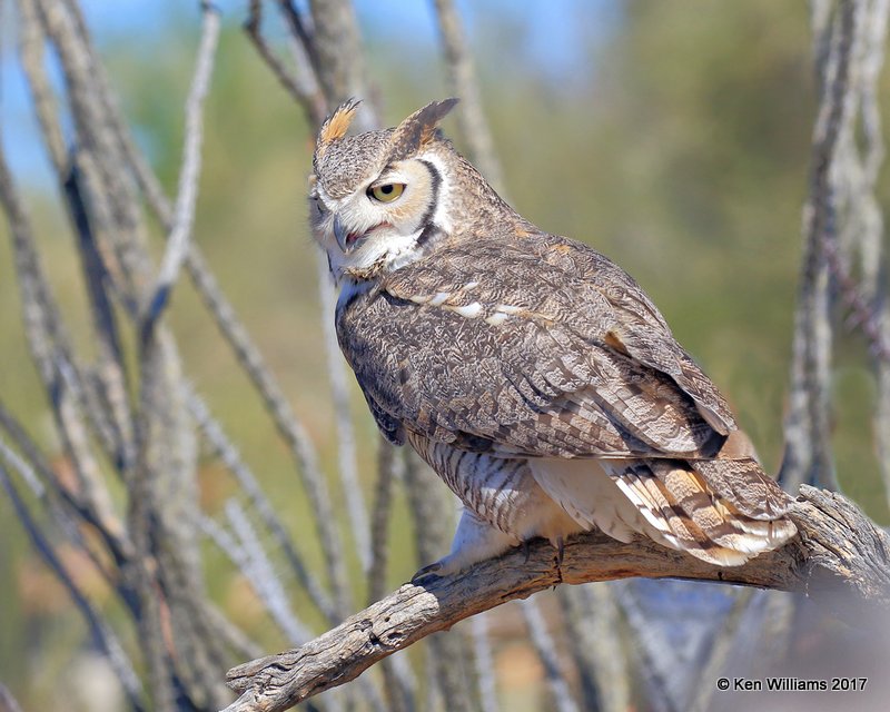 Great Horned Owl, Arizona-Sonora Desert Museum, AZ, 3-29-17, Jda_40929.jpg