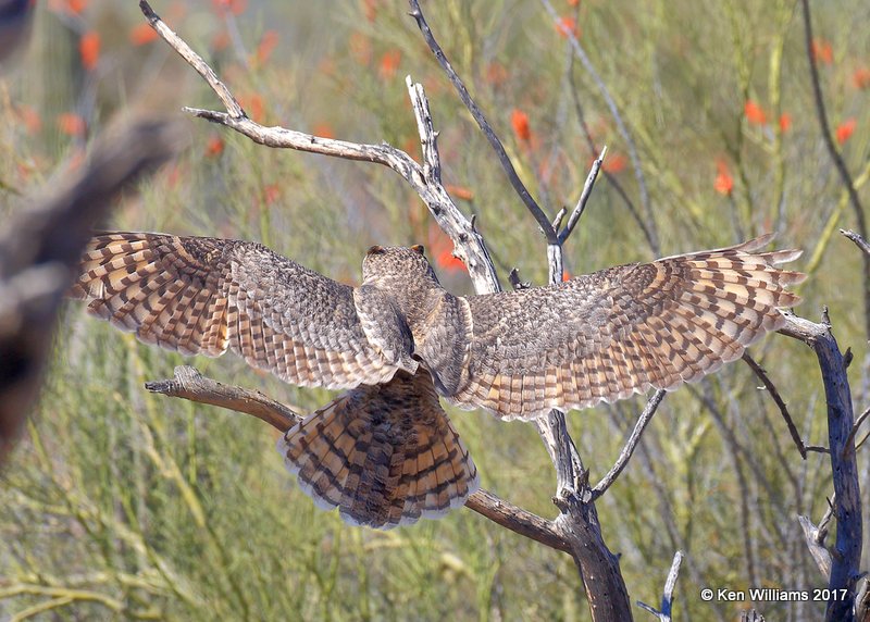 Great Horned Owl, Arizona-Sonora Desert Museum, AZ, 3-29-17, Jda_40937.jpg