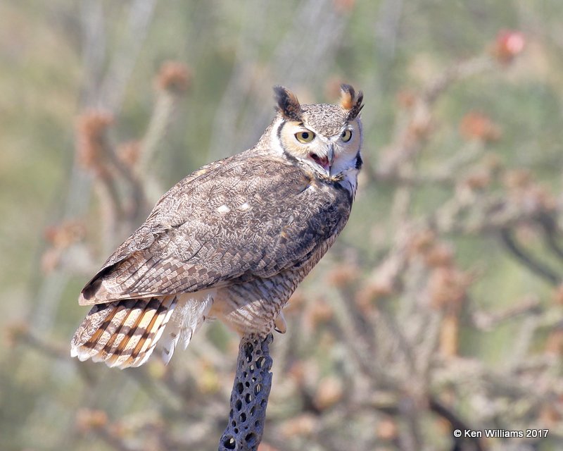 Great Horned Owl, Arizona-Sonora Desert Museum, AZ, 3-29-17, Jda_40956.jpg