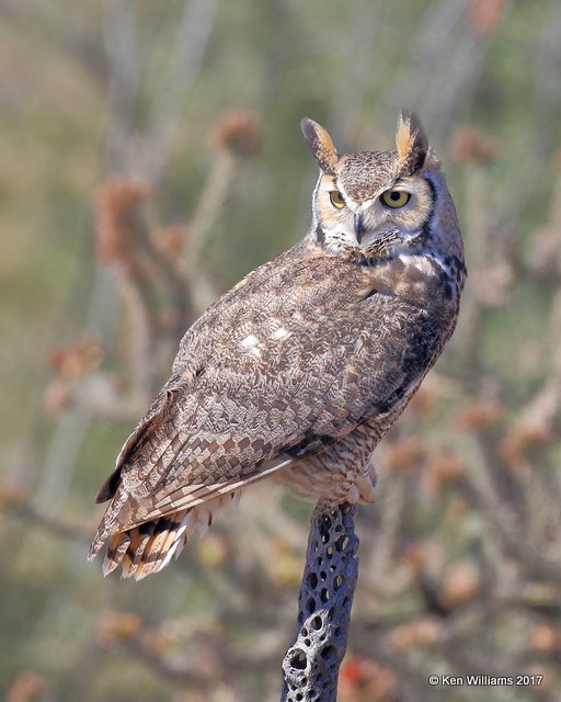 Great Horned Owl, Arizona-Sonora Desert Museum, AZ, 3-29-17, Jda_40967.jpg