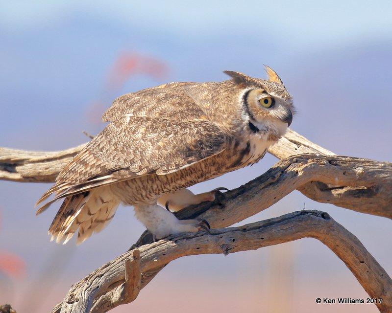 Great Horned Owl, Arizona-Sonora Desert Museum, AZ, 3-29-17, Jda_40983.jpg