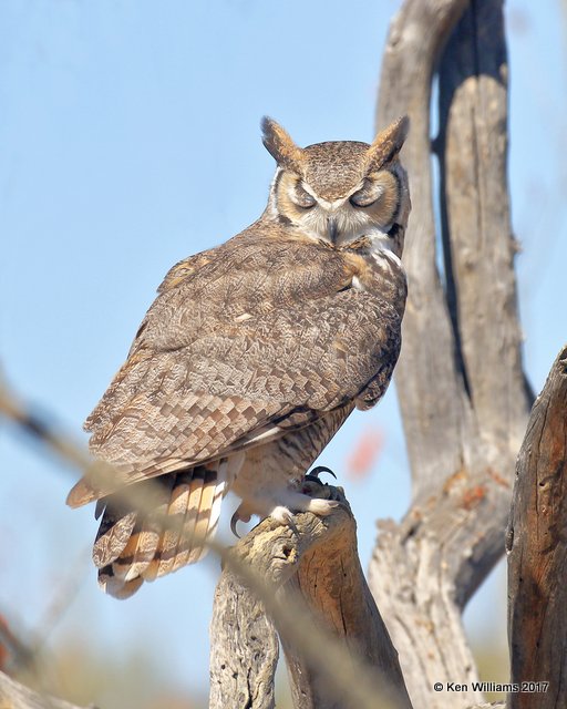 Great Horned Owl, Arizona-Sonora Desert Museum, AZ, 3-29-17, Jda_40988.jpg