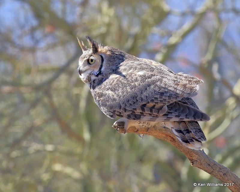 Great Horned Owl, Arizona-Sonora Desert Museum, AZ, 3-29-17, Jda_41010.jpg