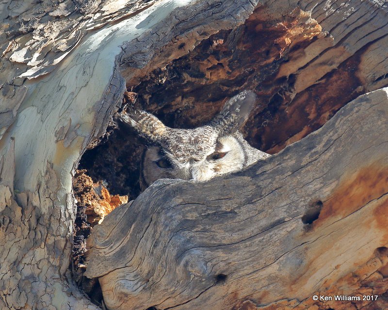 Great Horned Owl, Portal, AZ, 4-3-17, Jda_44214.jpg