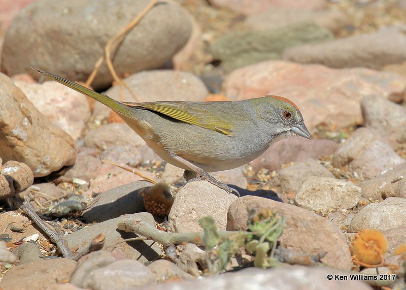 Green-tailed Towhee, Portal, AZ, 4-2-17, Jda_43421.jpg