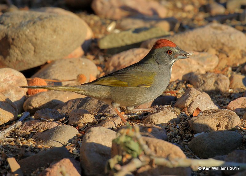 Green-tailed Towhee, Portal, AZ, 4-3-17, Jda_43998.jpg