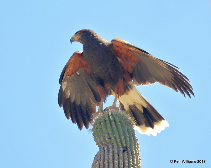 Harris's Hawk, Arizona-Sonora Desert Museum, AZ, 3-29-17, Jda_41024.jpg