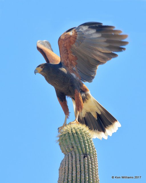 Harris's Hawk, Arizona-Sonora Desert Museum, AZ, 3-29-17, Jda_41029.jpg