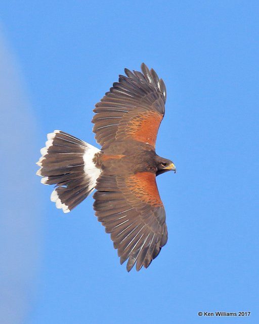 Harris's Hawk, Arizona-Sonora Desert Museum, AZ, 3-29-17, Jda_41041.jpg