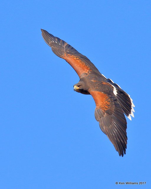 Harris's Hawk, Arizona-Sonora Desert Museum, AZ, 3-29-17, Jda_41045.jpg