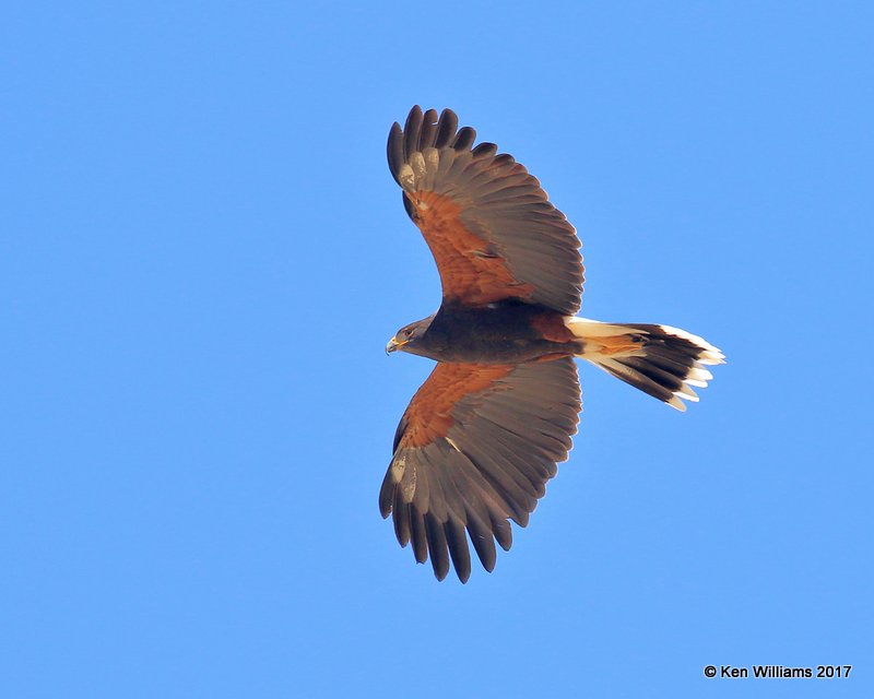 Harris's Hawk, Arizona-Sonora Desert Museum, AZ, 3-29-17, Jda_41053.jpg