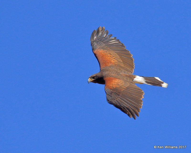 Harris's Hawk, Arizona-Sonora Desert Museum, AZ, 3-29-17, Jda_41058.jpg