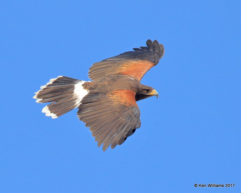 Harris's Hawk, Arizona-Sonora Desert Museum, AZ, 3-29-17, Jda_41093.jpg