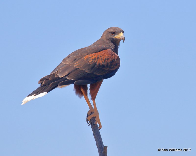 Harris's Hawk, Arizona-Sonora Desert Museum, AZ, 3-29-17, Jda_41110.jpg