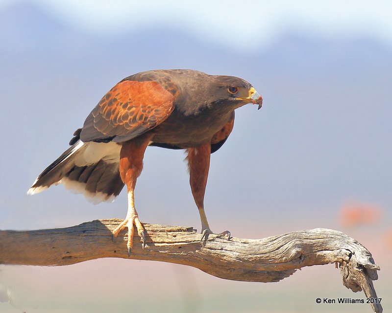 Harris's Hawk, Arizona-Sonora Desert Museum, AZ, 3-29-17, Jda_41142.jpg