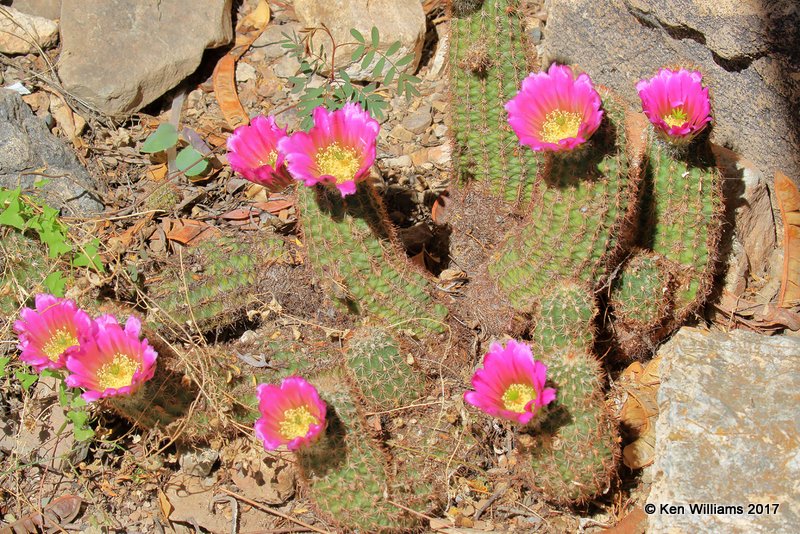 Hedgehog Cactus, Arizona-Sonora Desert Museum, AZ, 3-29-17, Jda_41387.jpg