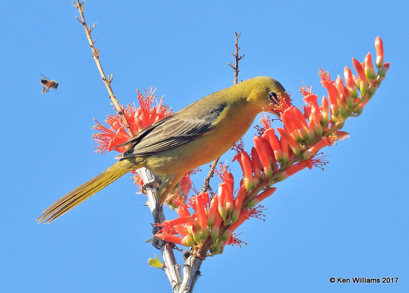 Hooded Oriole female, Arizona-Sonora Desert Museum, AZ, 3-29-17, Jda_40777.jpg