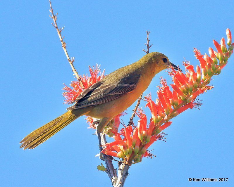 Hooded Oriole female, Arizona-Sonora Desert Museum, AZ, 3-29-17, Jda_40778.jpg